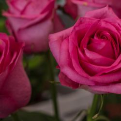 41144539_845466842510759_9155206658144600064_o