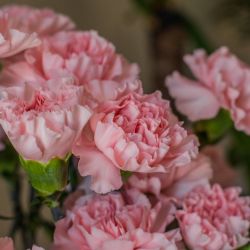 41283994_845466682510775_985954461996285952_o