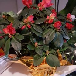 47376584_898584887198954_387744691090620416_n