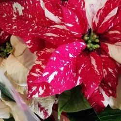 48398523_911635649227211_671342622891048960_n